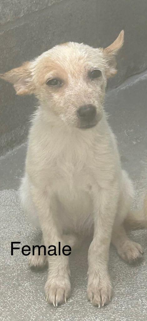 Pufferfish, an adoptable Terrier, Mixed Breed in Holbrook, AZ, 86025 | Photo Image 2