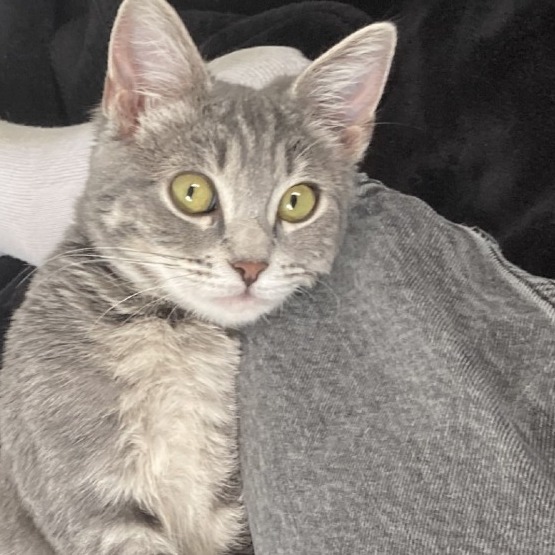 Leila (C000-318) - Costa Mesa Location