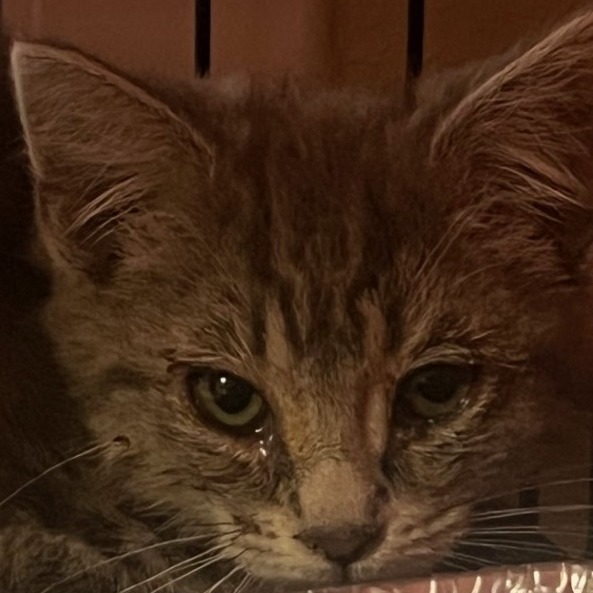 Leila (C000-318) - Costa Mesa Location