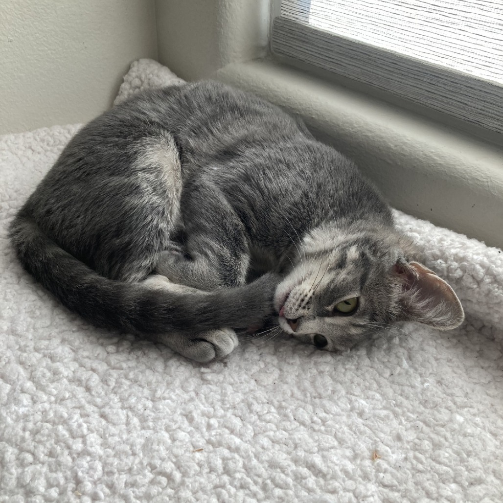 Leila (C000-318) - Costa Mesa Location