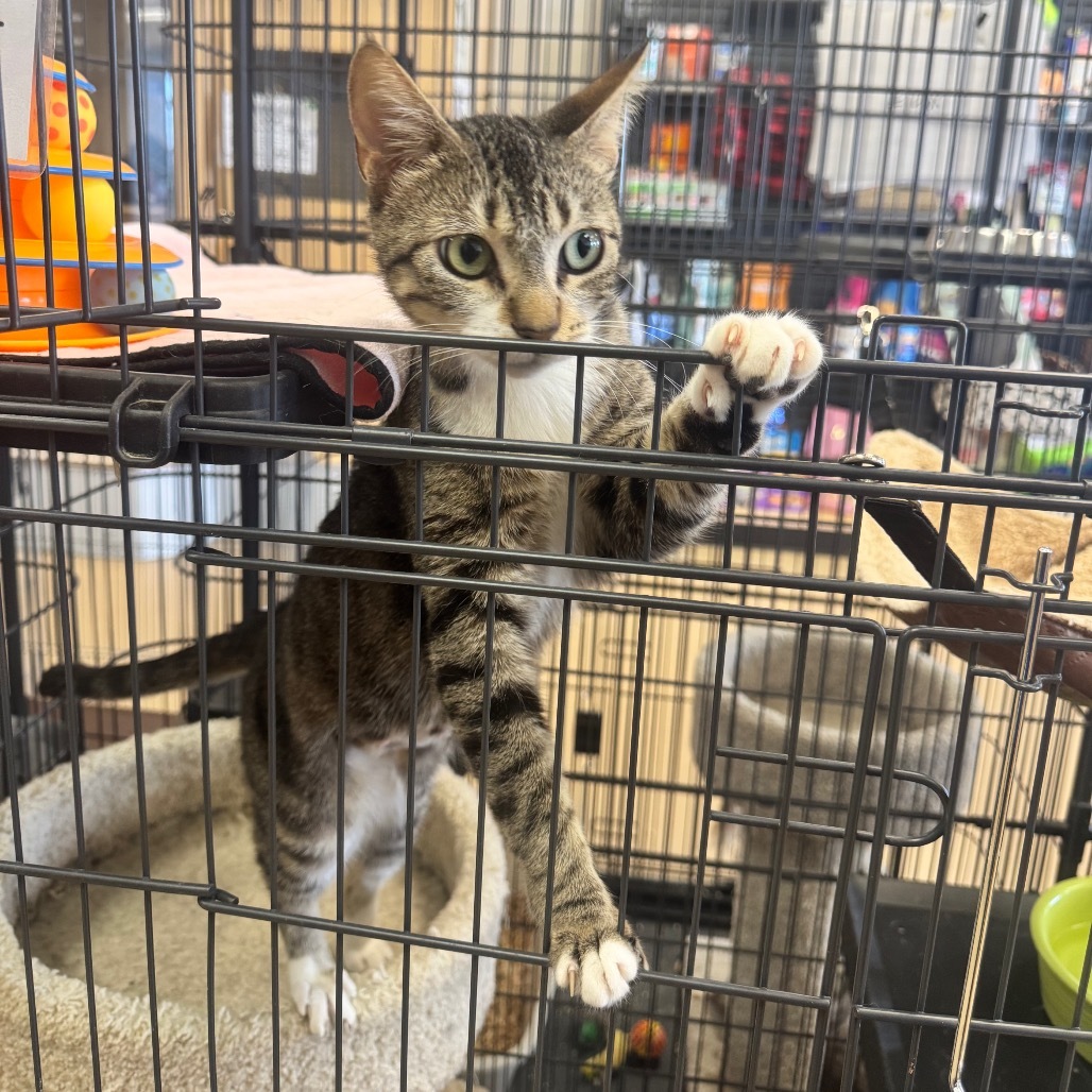 Odette (C000-451) - Costa Mesa Location
