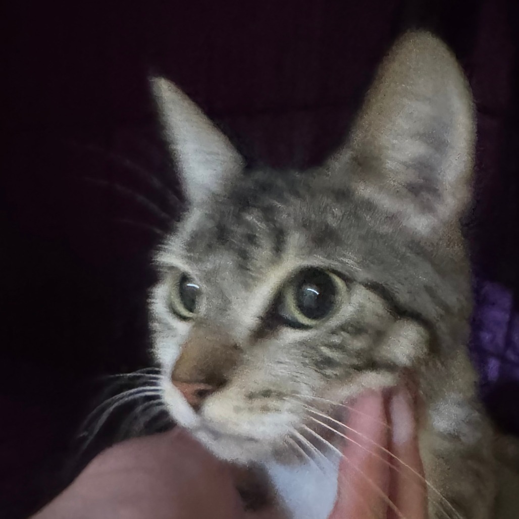 Odette (C000-451) - Costa Mesa Location
