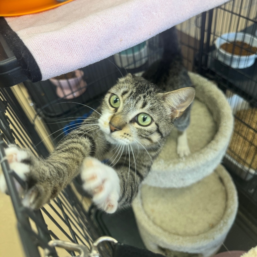 Odette (C000-451) - Costa Mesa Location