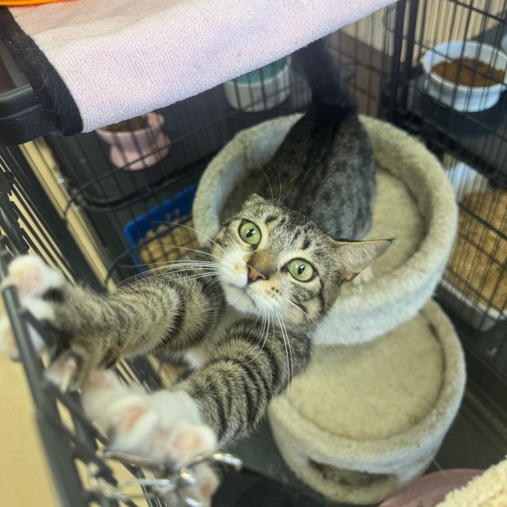 Odette (C000-451) - Costa Mesa Location