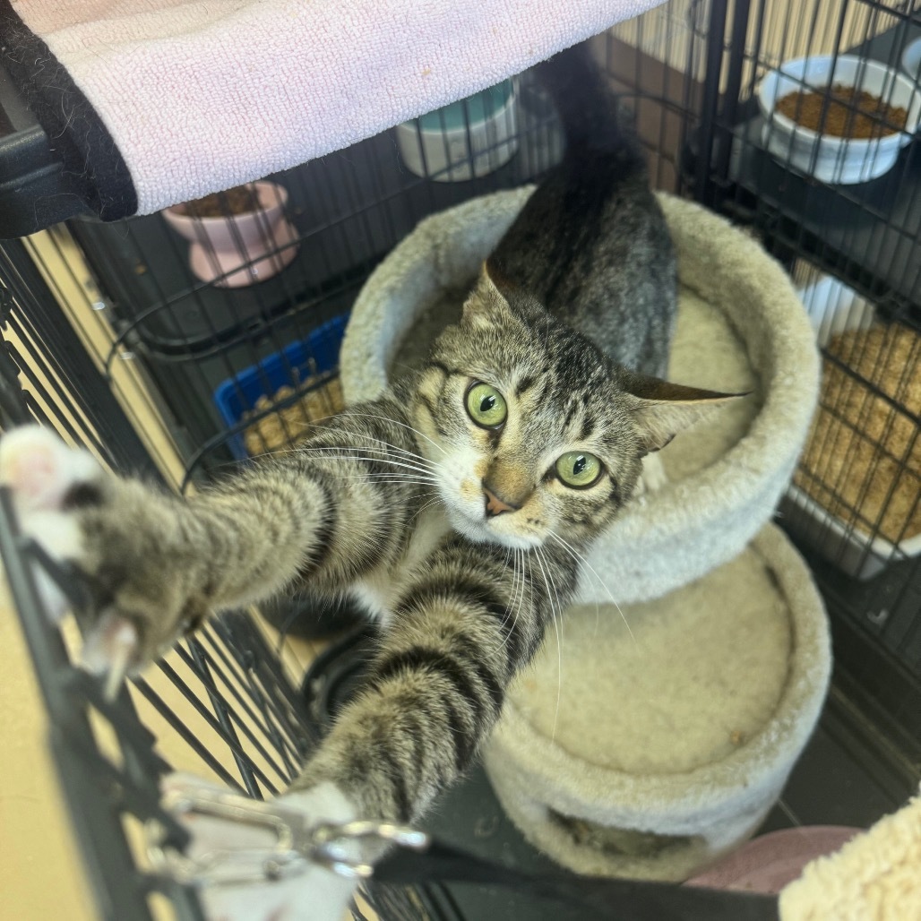 Odette (C000-451) - Costa Mesa Location