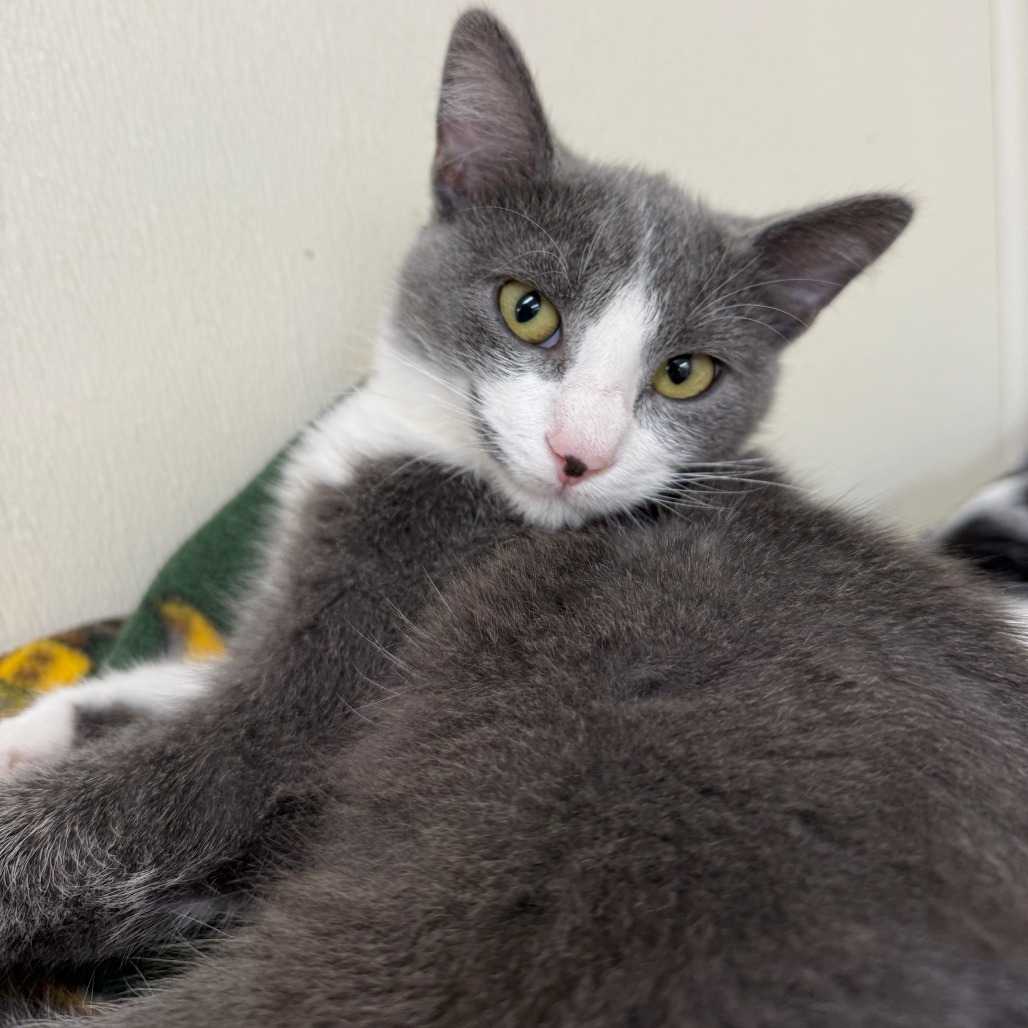 Anya, an adoptable Domestic Short Hair in Fort Bragg, CA, 95437 | Photo Image 1