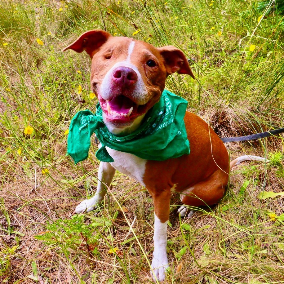 Sequoia, an adoptable Mixed Breed in Fort Bragg, CA, 95437 | Photo Image 1