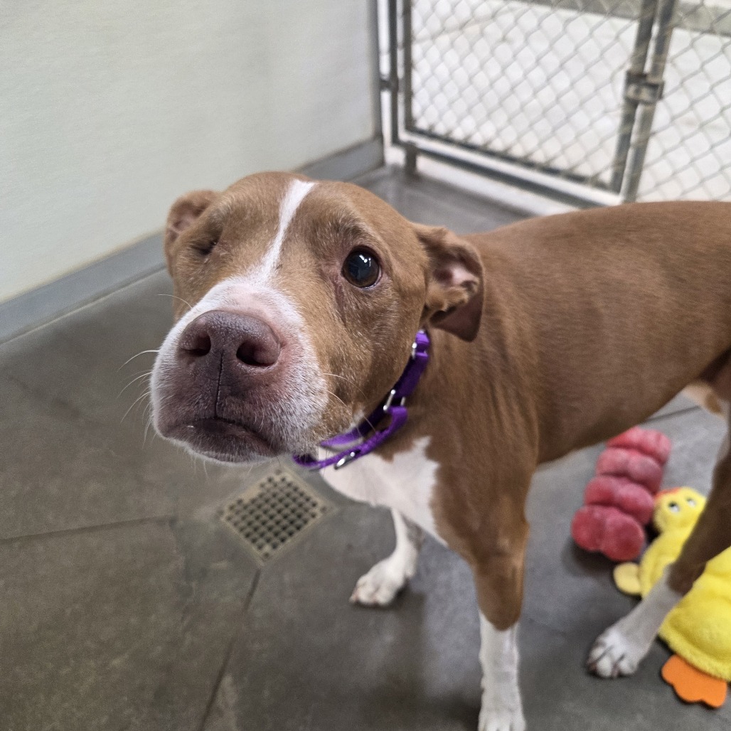 Sequoia, an adoptable Mixed Breed in Fort Bragg, CA, 95437 | Photo Image 2