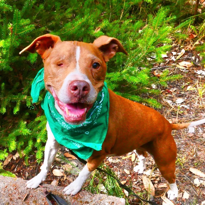 Sequoia, an adoptable Mixed Breed in Fort Bragg, CA, 95437 | Photo Image 3