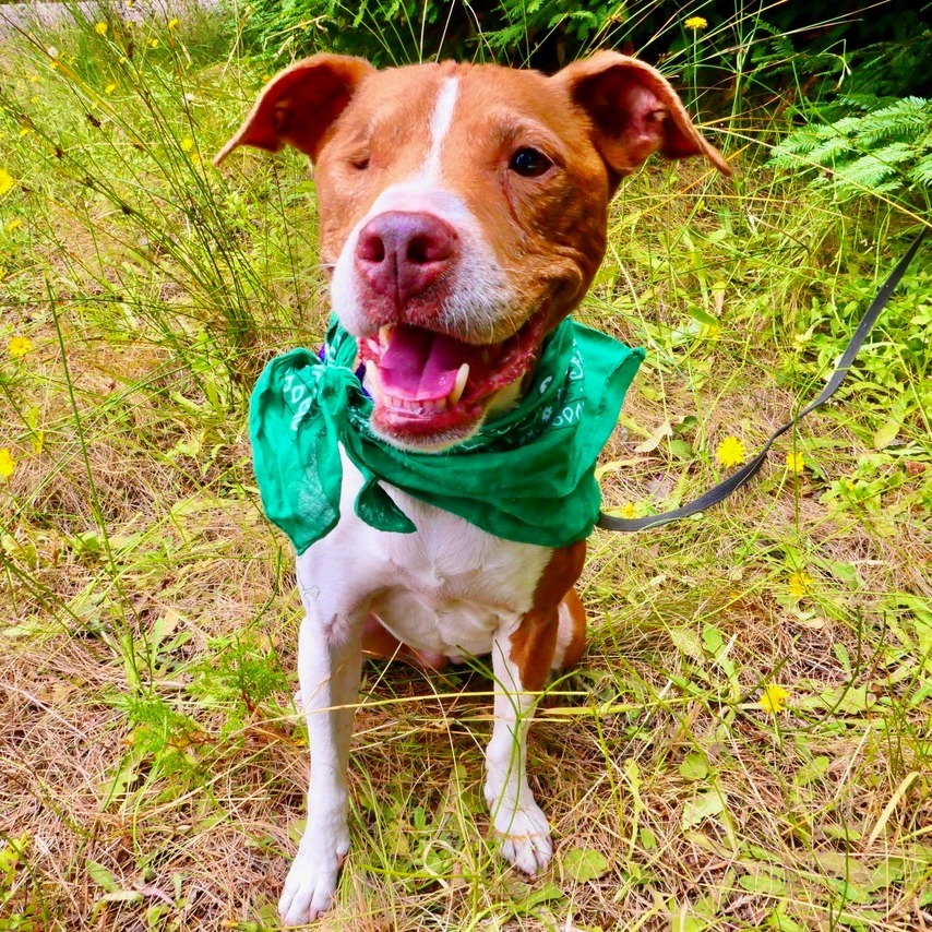 Sequoia, an adoptable Mixed Breed in Fort Bragg, CA, 95437 | Photo Image 4