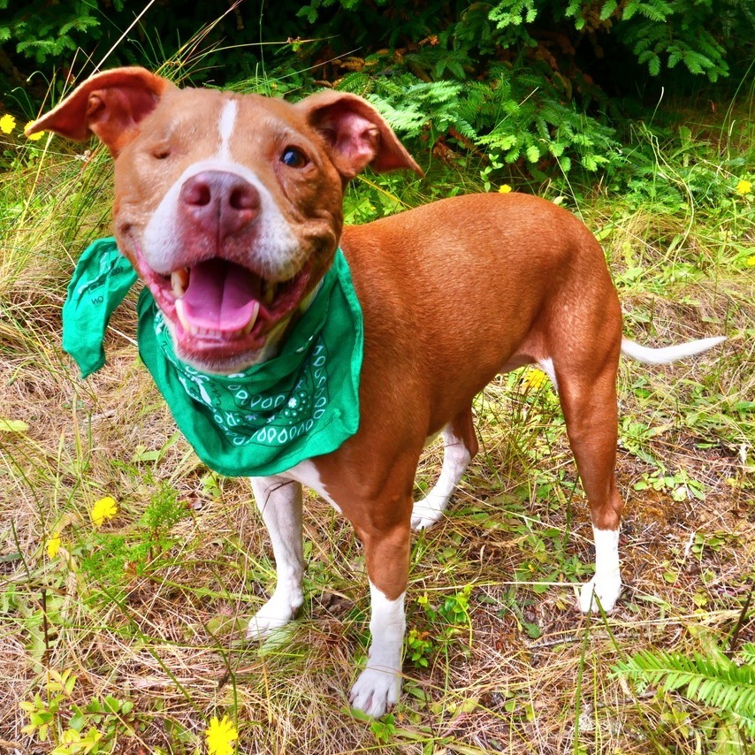 Sequoia, an adoptable Mixed Breed in Fort Bragg, CA, 95437 | Photo Image 5
