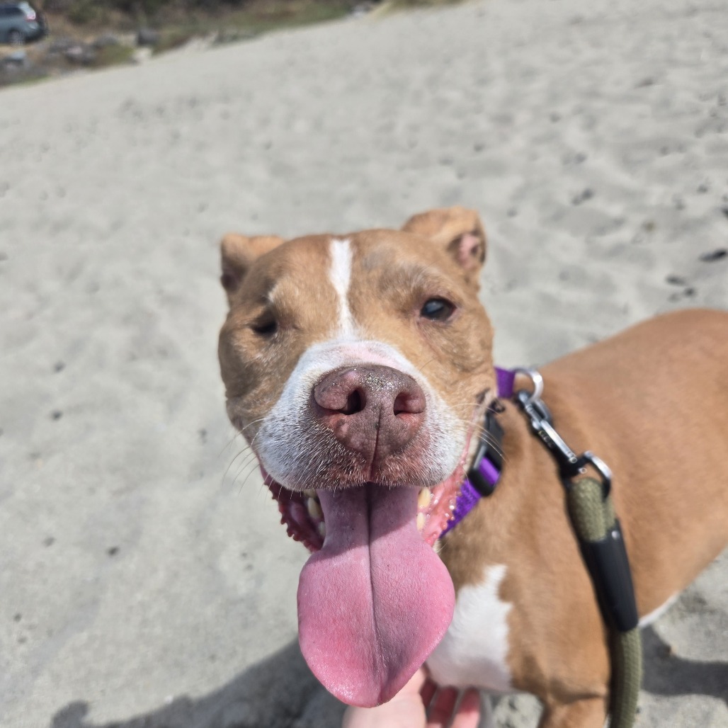 Sequoia, an adoptable Mixed Breed in Fort Bragg, CA, 95437 | Photo Image 6
