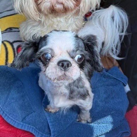 Dolly