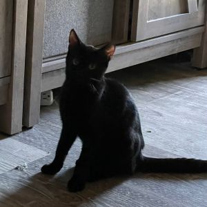 Eclipse - grey collar, Baby Female unknown