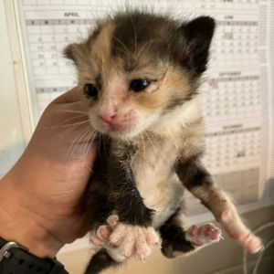 Tahiti, Baby Female unknown