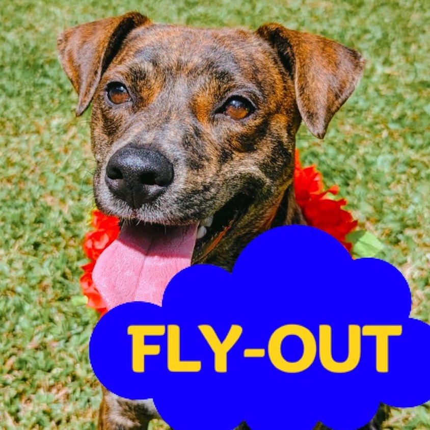Luna (Blossom), an adoptable Mixed Breed, Pit Bull Terrier in Volcano, HI, 96785 | Photo Image 1