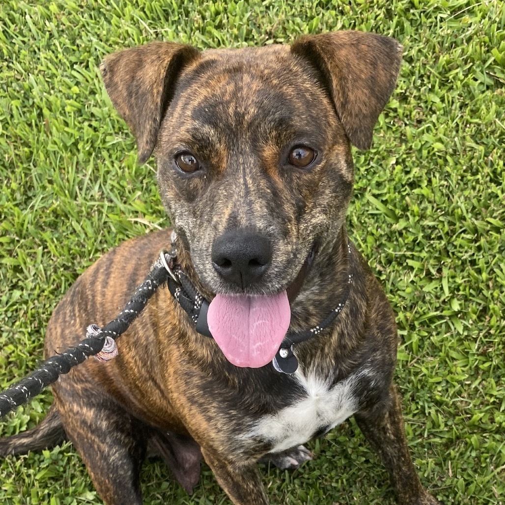 Luna (Blossom), an adoptable Mixed Breed, Pit Bull Terrier in Volcano, HI, 96785 | Photo Image 2