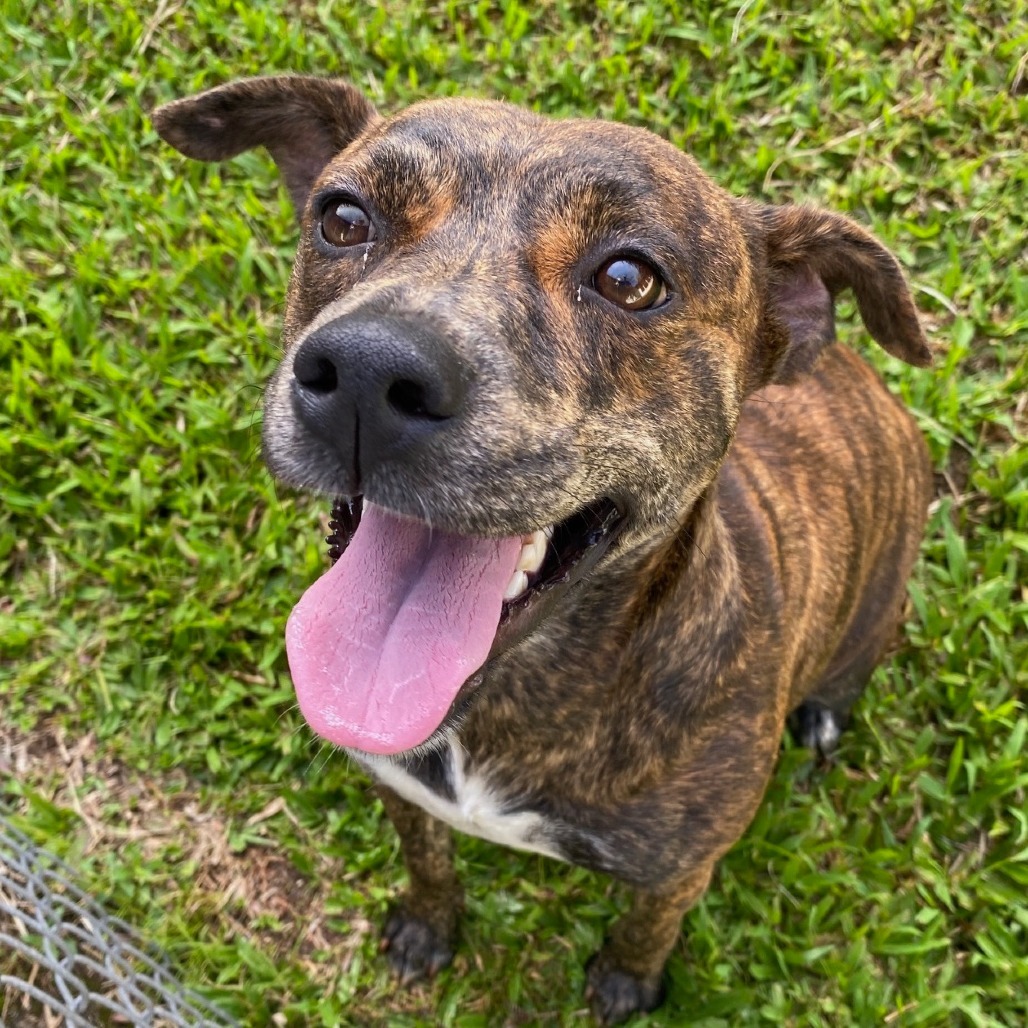 Luna (Blossom), an adoptable Mixed Breed, Pit Bull Terrier in Volcano, HI, 96785 | Photo Image 3