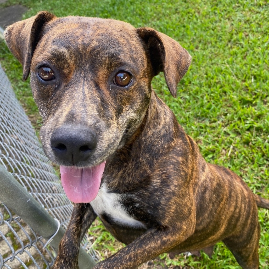Luna (Blossom), an adoptable Mixed Breed, Pit Bull Terrier in Volcano, HI, 96785 | Photo Image 4