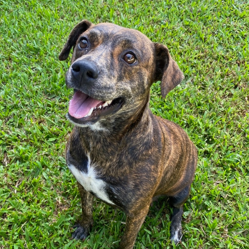 Luna (Blossom), an adoptable Mixed Breed, Pit Bull Terrier in Volcano, HI, 96785 | Photo Image 5