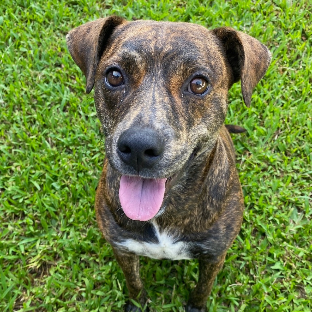 Luna (Blossom), an adoptable Mixed Breed, Pit Bull Terrier in Volcano, HI, 96785 | Photo Image 6