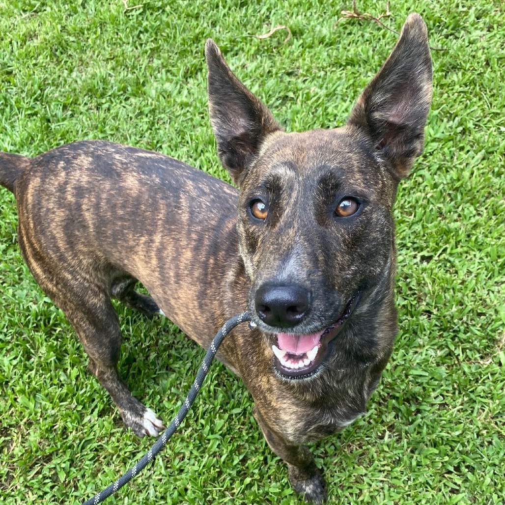 Skipper, an adoptable Mixed Breed in Volcano, HI, 96785 | Photo Image 1