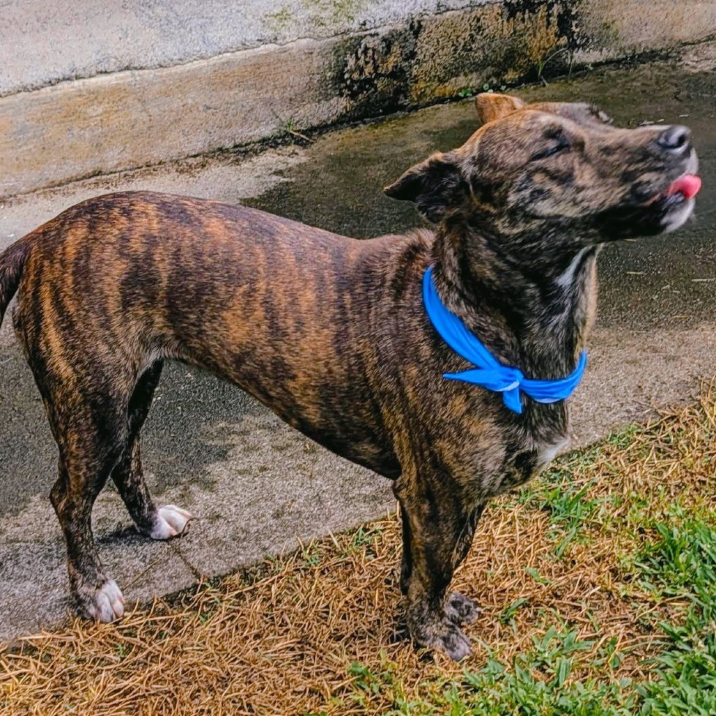 Skipper, an adoptable Mixed Breed in Volcano, HI, 96785 | Photo Image 2