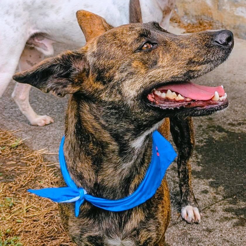 Skipper, an adoptable Mixed Breed in Volcano, HI, 96785 | Photo Image 3