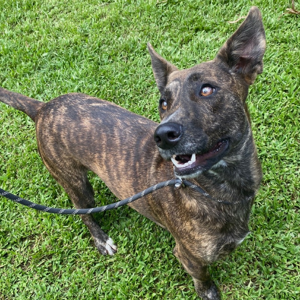 Skipper, an adoptable Mixed Breed in Volcano, HI, 96785 | Photo Image 4