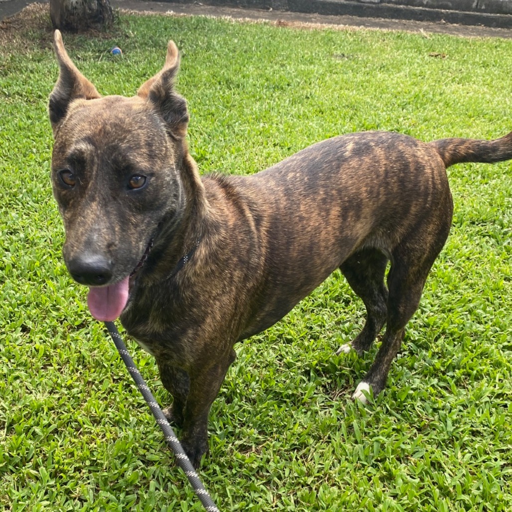 Skipper, an adoptable Mixed Breed in Volcano, HI, 96785 | Photo Image 5