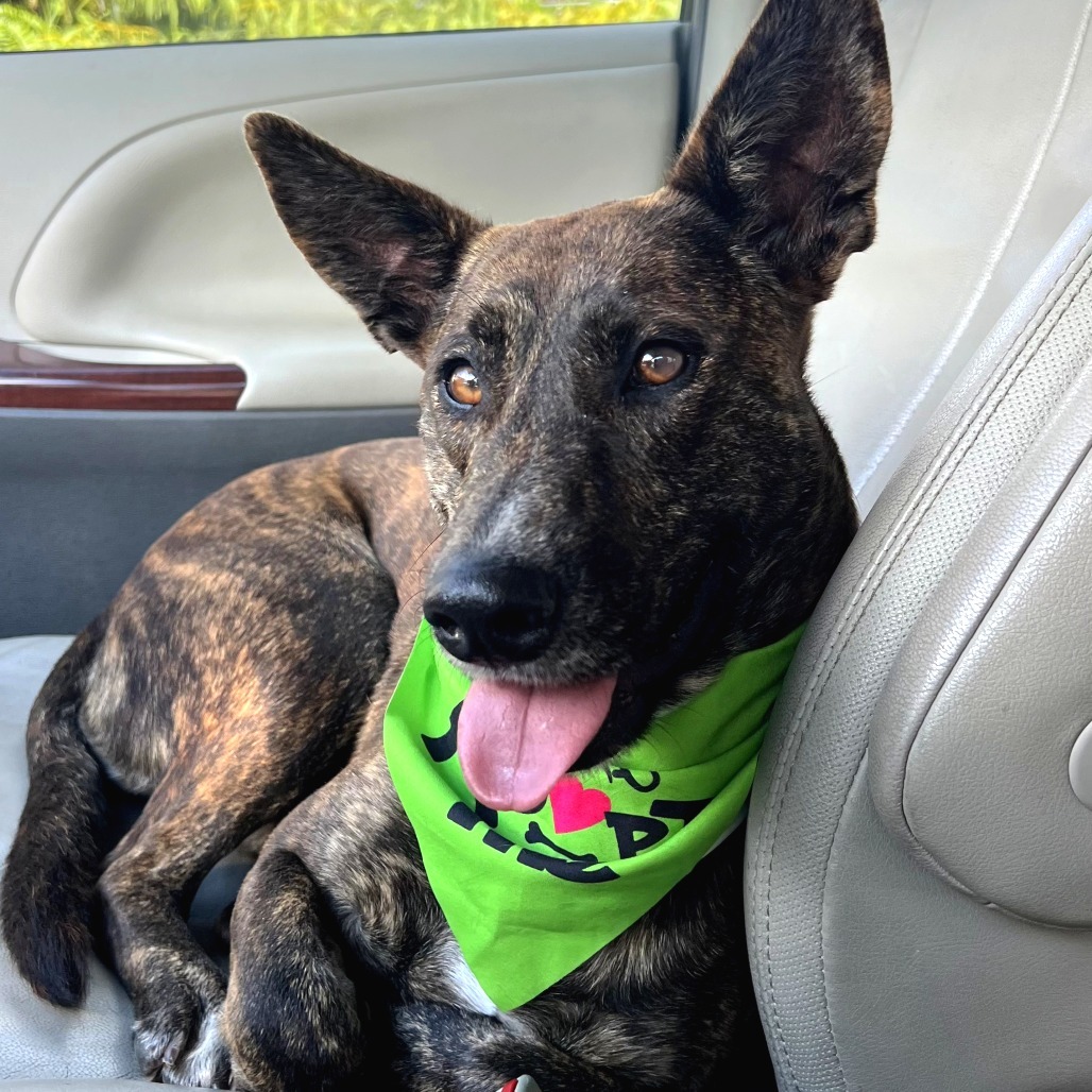 Skipper, an adoptable Mixed Breed in Volcano, HI, 96785 | Photo Image 6