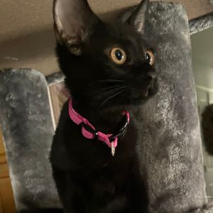 Nezuko - yellow, Baby Female unknown