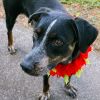 Annie photo 1