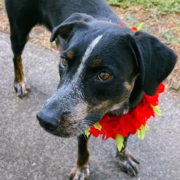 Annie, an adoptable Mixed Breed in Volcano, HI, 96785 | Photo Image 1