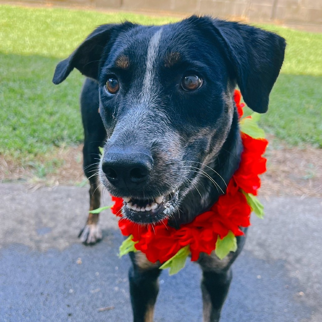 Annie, an adoptable Mixed Breed in Volcano, HI, 96785 | Photo Image 2