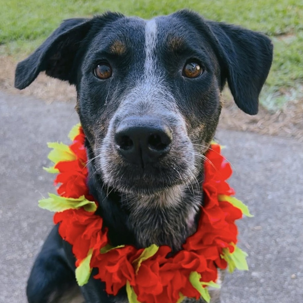 Annie, an adoptable Mixed Breed in Volcano, HI, 96785 | Photo Image 3