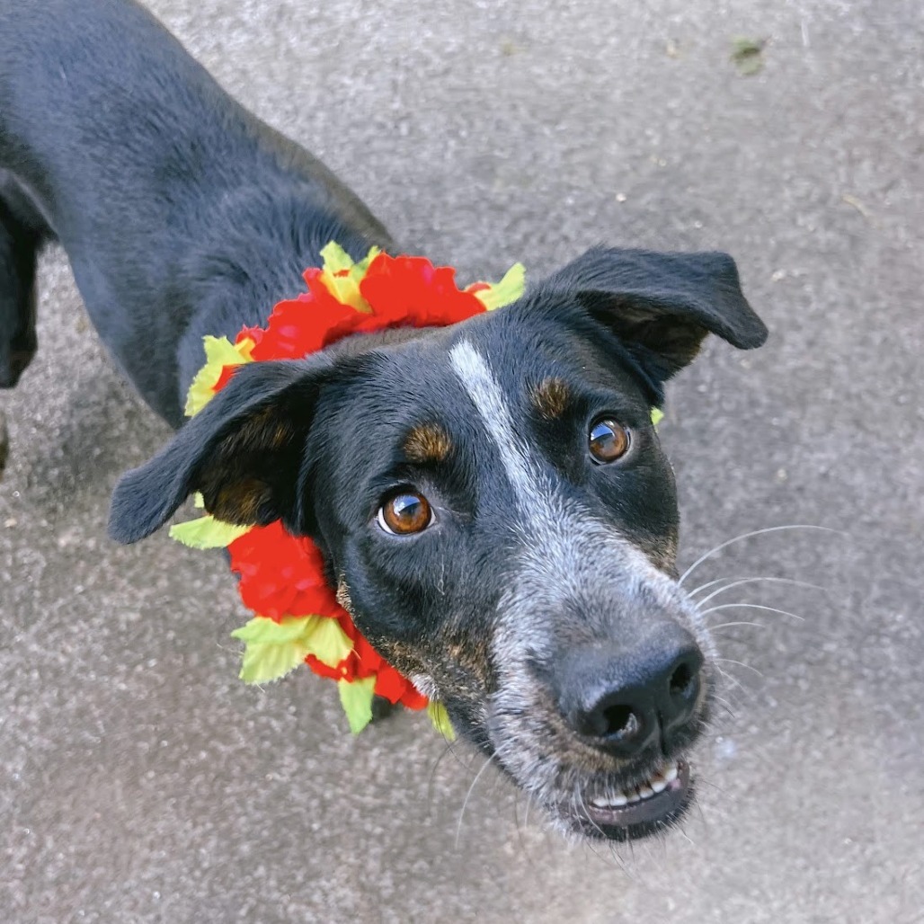 Annie, an adoptable Mixed Breed in Volcano, HI, 96785 | Photo Image 4