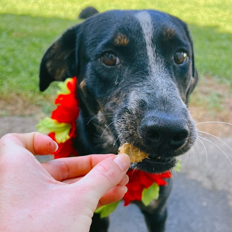 Annie, an adoptable Mixed Breed in Volcano, HI, 96785 | Photo Image 5