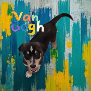 Van Gogh, Baby Male unknown