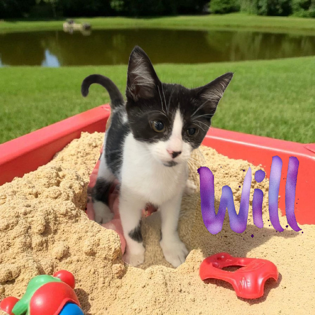 Will