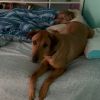 Benji photo 3