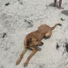 Benji photo 4