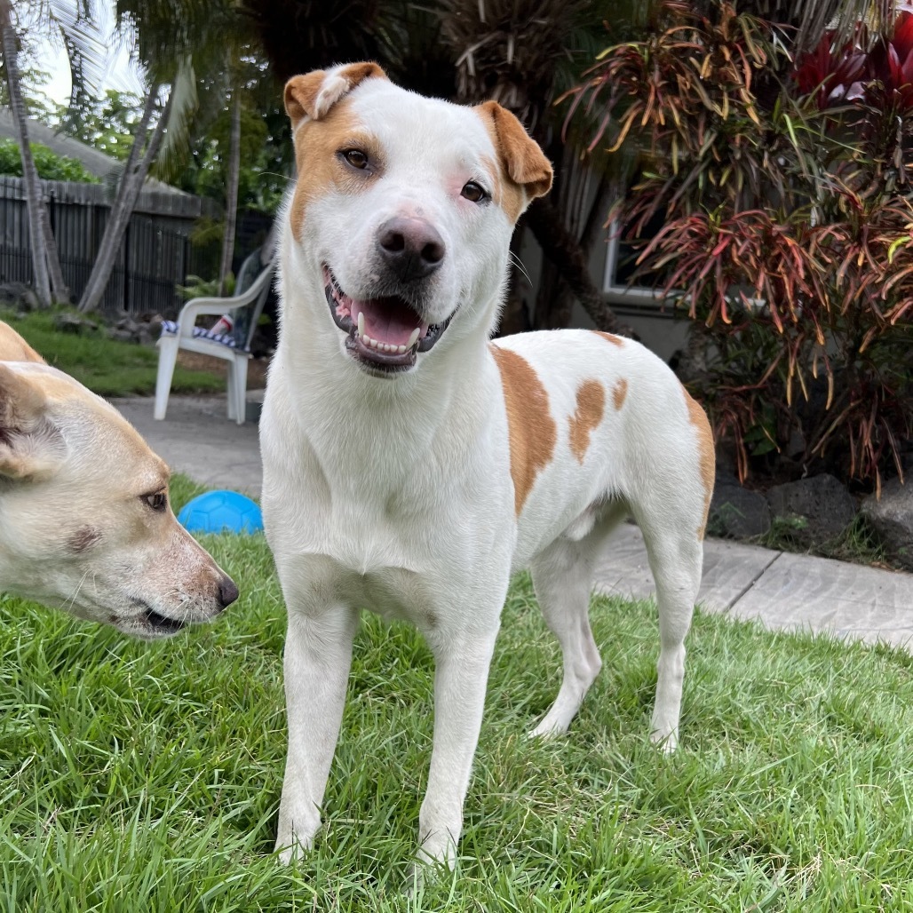 Mr.Spots, an adoptable Mixed Breed in Keaau, HI, 96749 | Photo Image 1