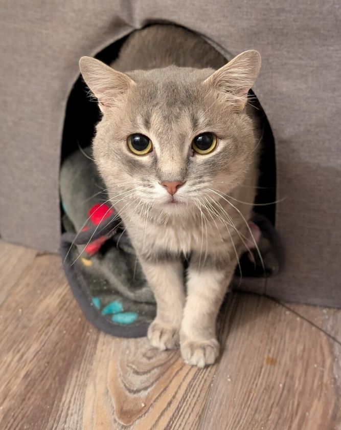 Cat for adoption - Julep, a Domestic Short Hair Mix in