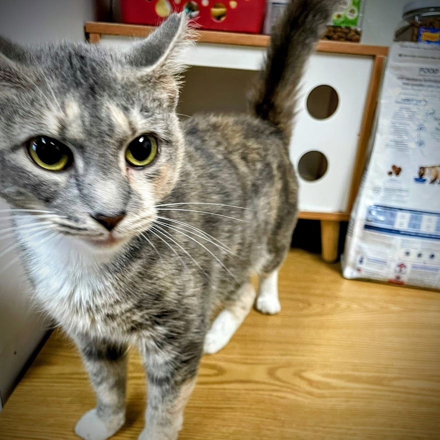 Azara