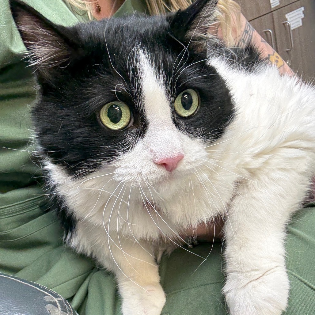 Iris, an adoptable Domestic Medium Hair in Great Falls, MT, 59404 | Photo Image 1