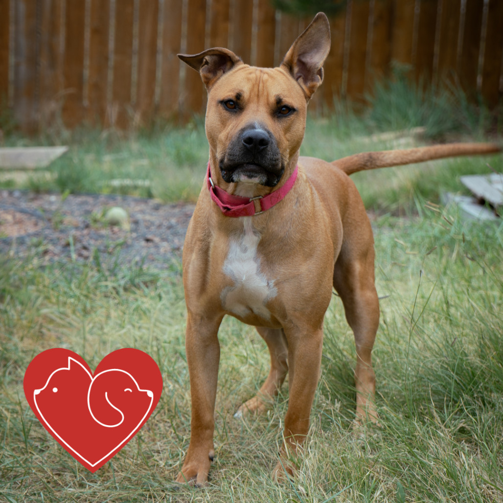 Dozer, an adoptable Pit Bull Terrier in Cheyenne, WY, 82007 | Photo Image 1