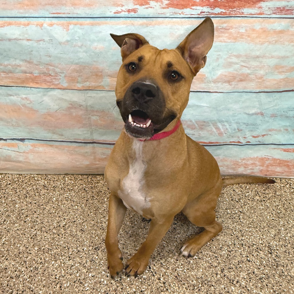 Dozer, an adoptable Pit Bull Terrier in Cheyenne, WY, 82007 | Photo Image 2
