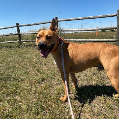 Dozer, an adoptable Pit Bull Terrier in Cheyenne, WY, 82007 | Photo Image 3