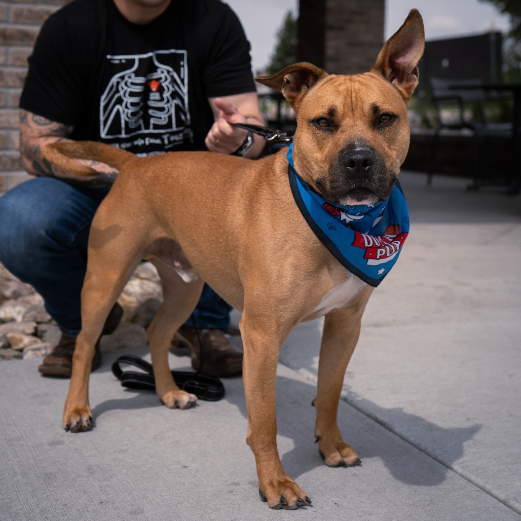 Dozer, an adoptable Pit Bull Terrier in Cheyenne, WY, 82007 | Photo Image 4